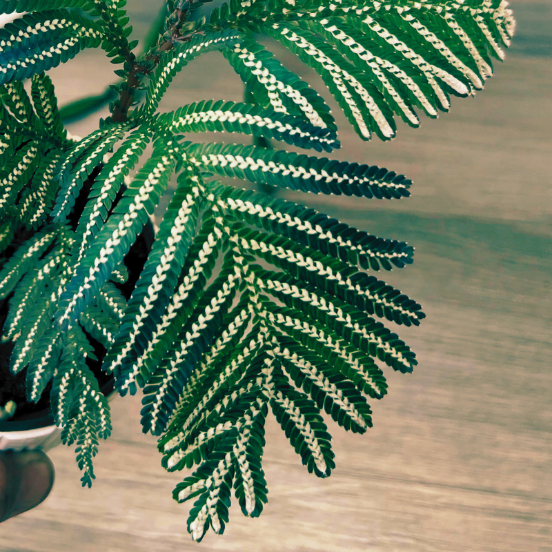 Selaginella picta WetRootz