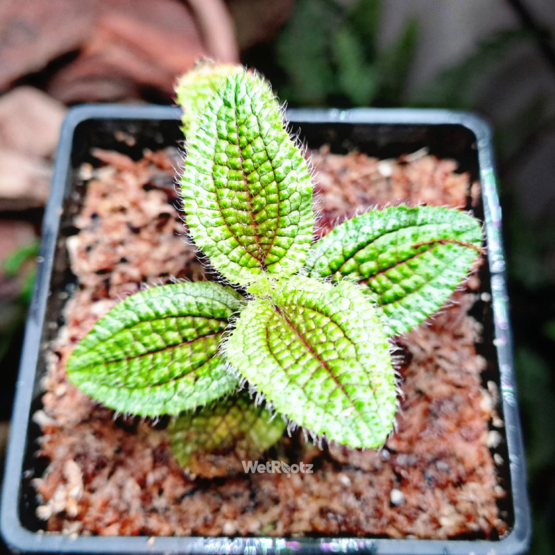 Phyllagathis prostrata WetRootz