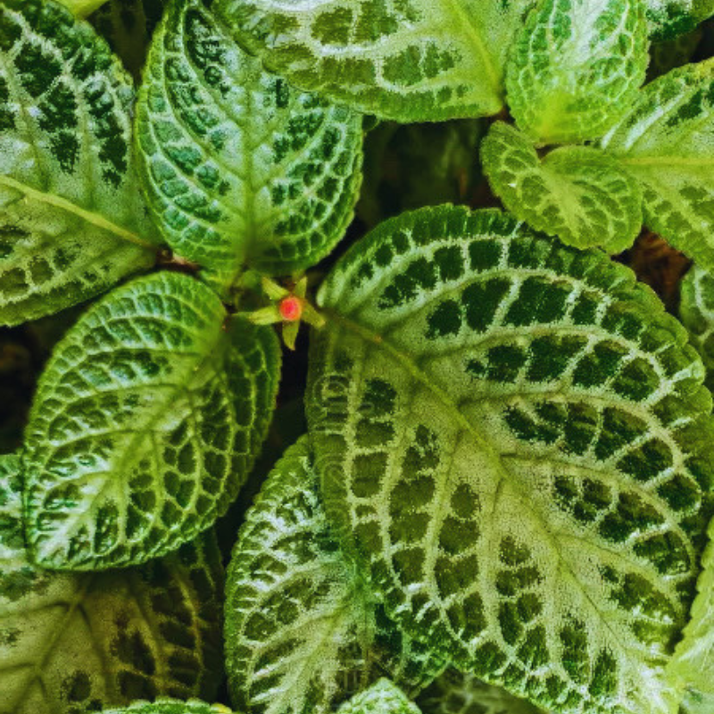 Episcia Faded Jade WetRootz