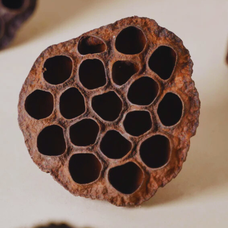 lotus pods WetRootz