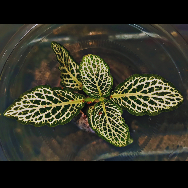Fittonia White Forest Flame WetRootz