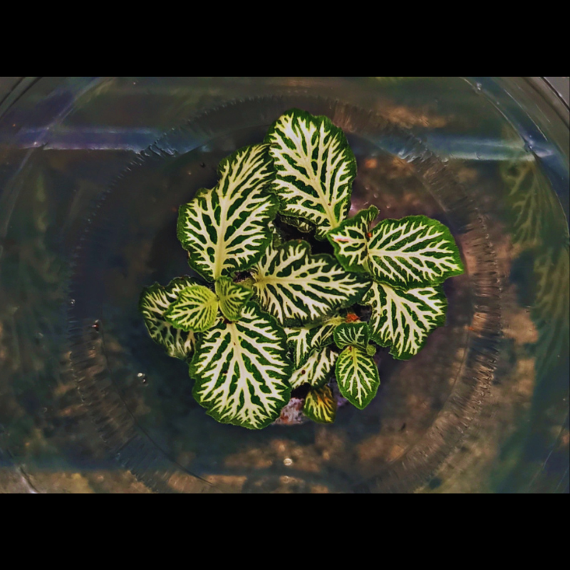 Fittonia White Tiger WetRootz