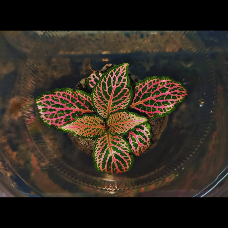 Fittonia Pink Forest Flame WetRootz