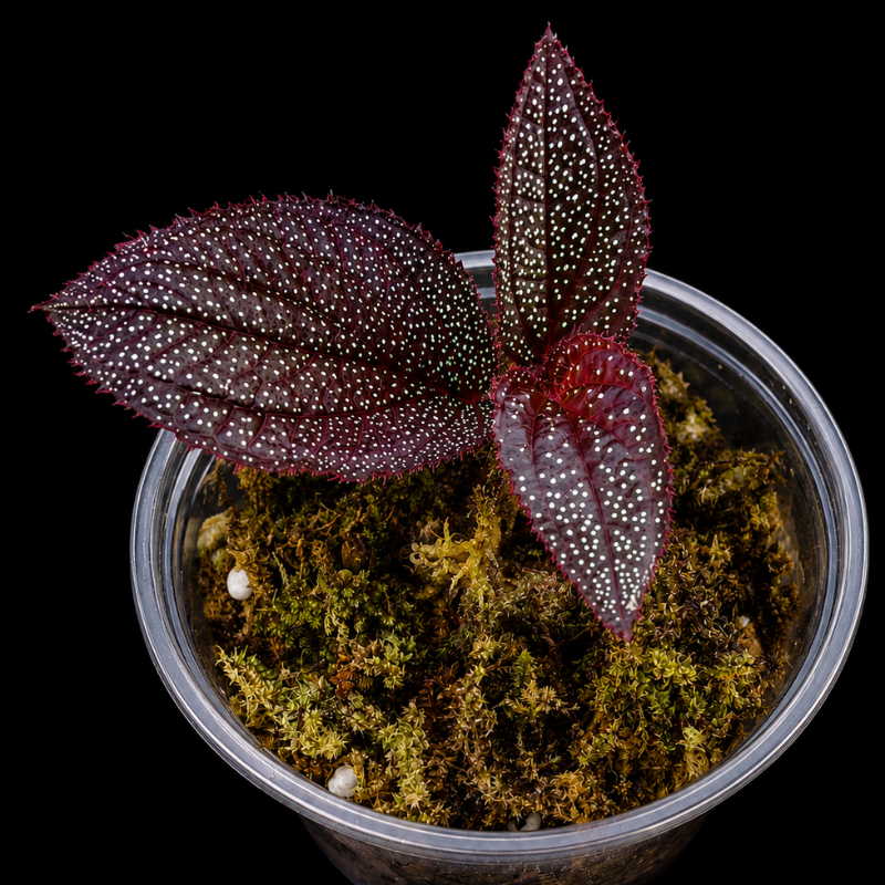 Sonerila sp. Burgundy Silver Spots WetRootz