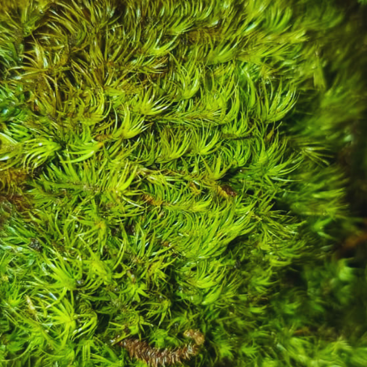 Dicranum scoparium - Mood moss WetRootz