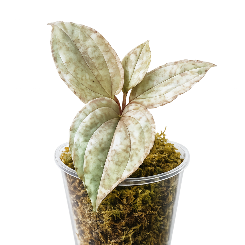 Pulchrum - Jewel Orchid WetRootz