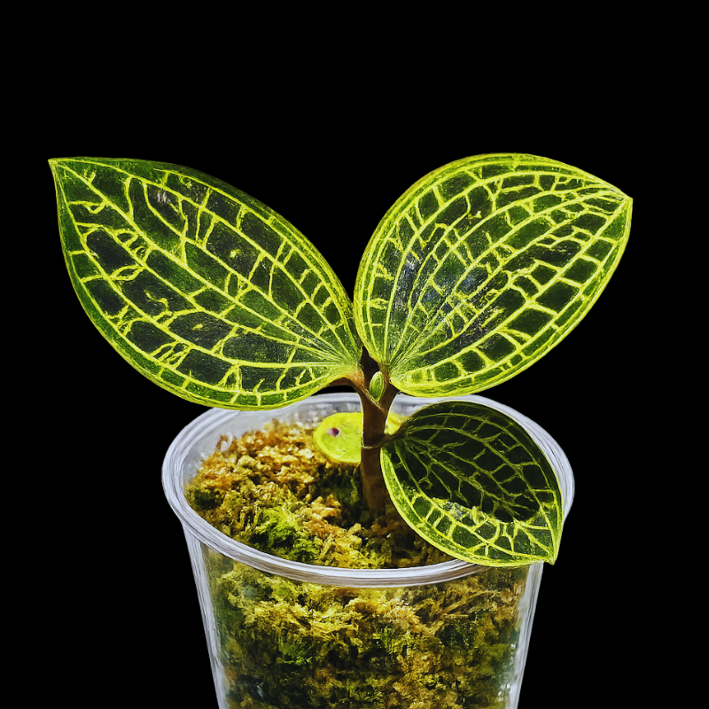 Macodes Petola dark WetRootz