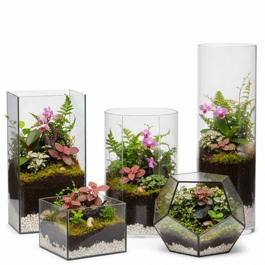 How to Build a Bioactive Terrarium in India: A Beginner’s Guide