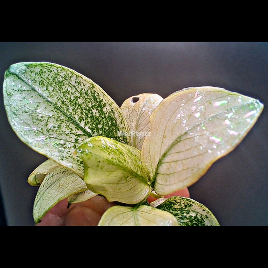 5 Rare Epiphytes & Collector Aquarium Plants for Indian Aquascapers