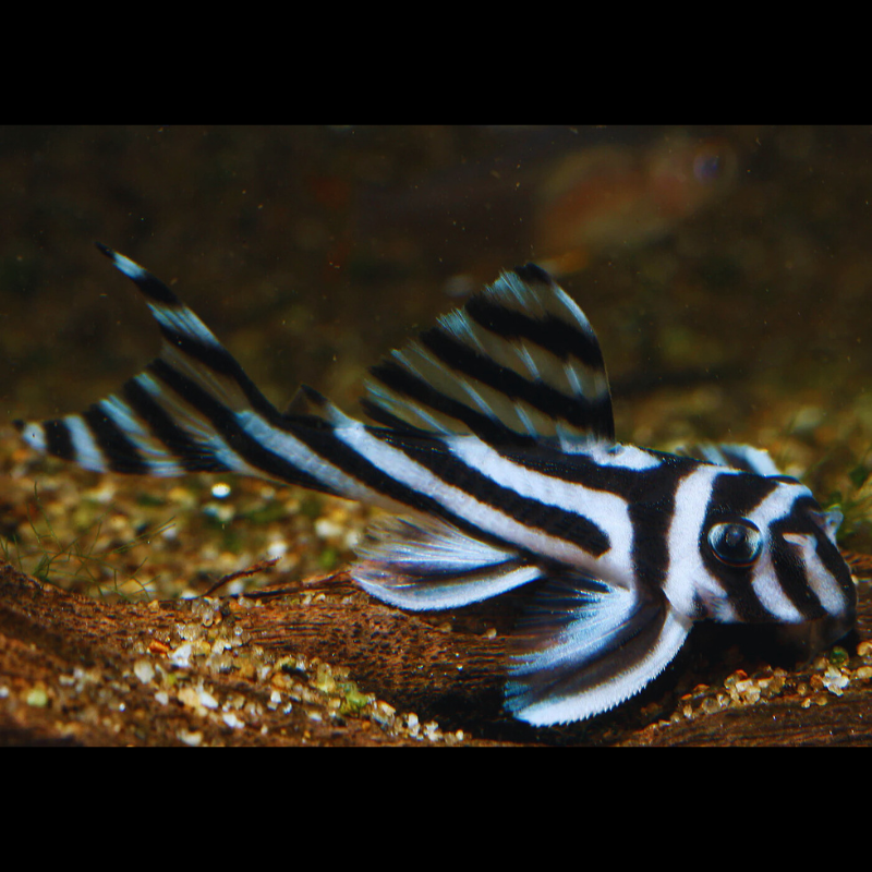 L-series-plecos WetRootz