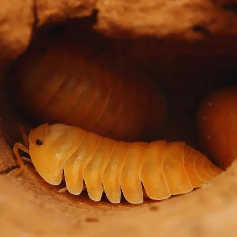 Isopods & Springtails for sale