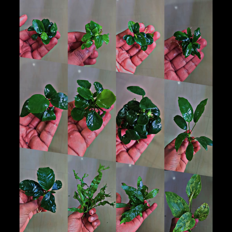 Anubias for sale at low price