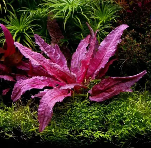 cryptocoryne plants buy online