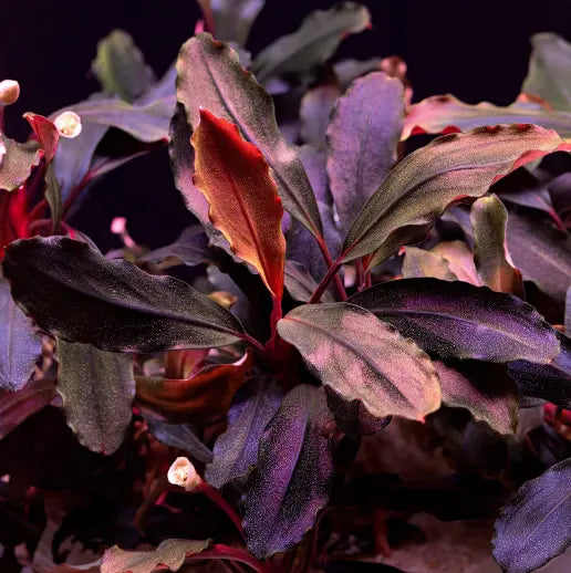 Bucephalandra WetRootz