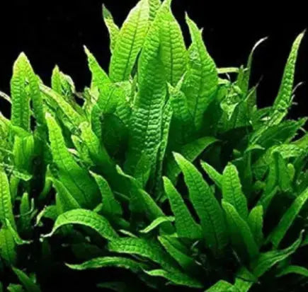 Java ferns online