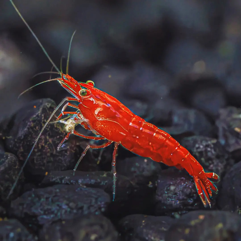 Aquarium shrimps online