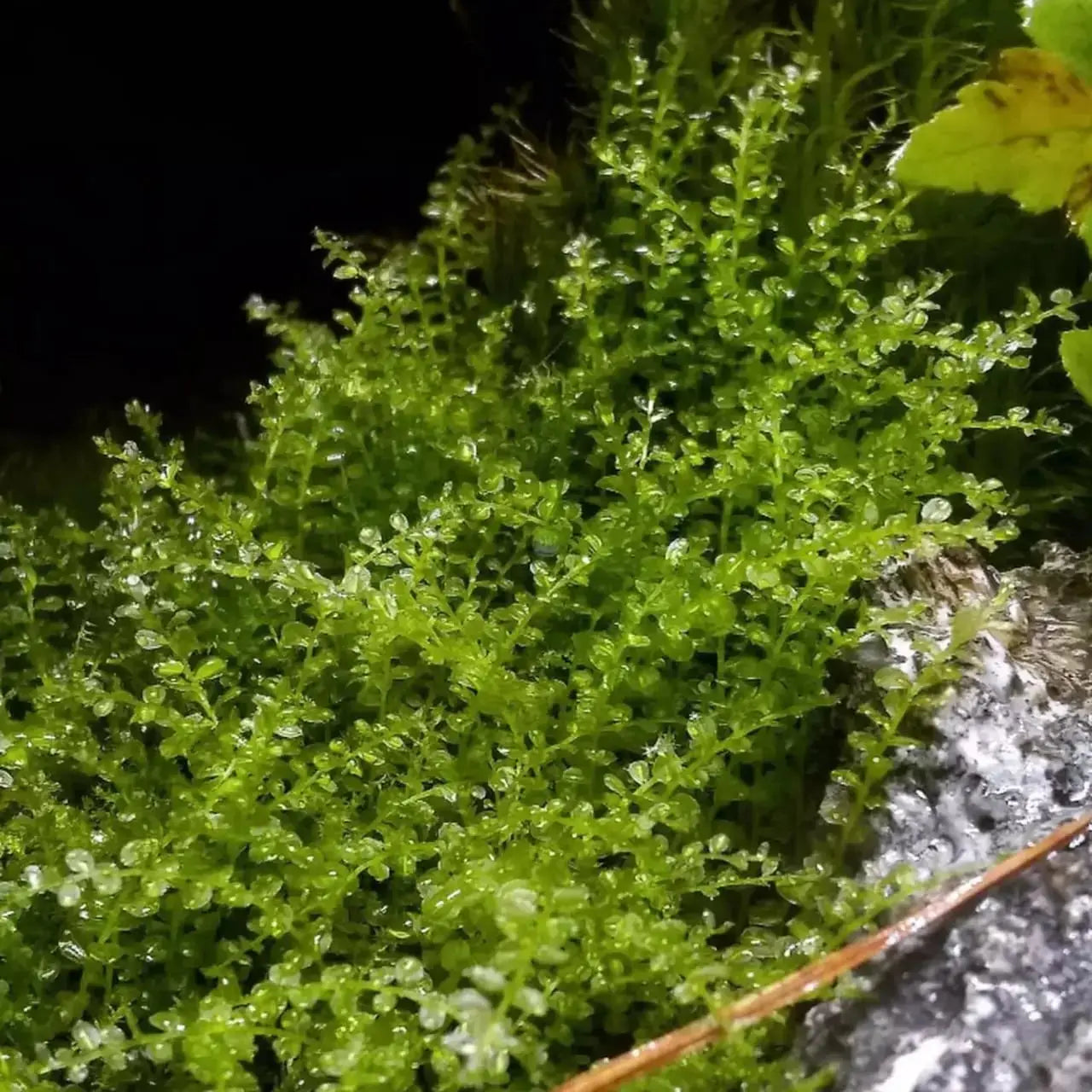 Terrarium moss for sale