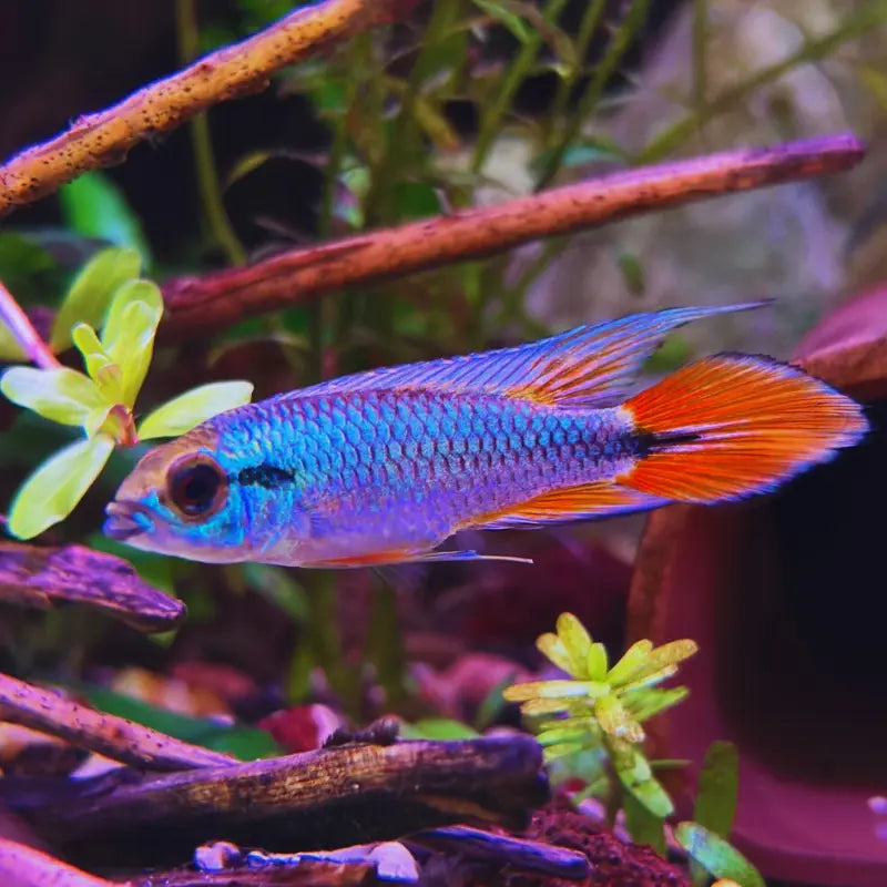 Apistogramma WetRootz