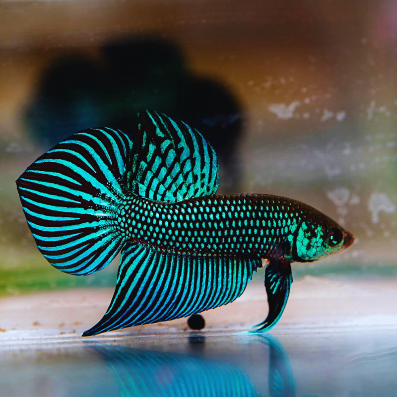 betta-fish-online WetRootz