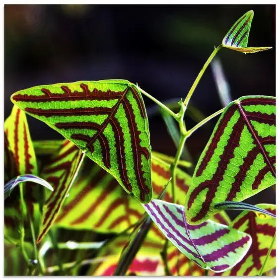 terrarium plants for sale