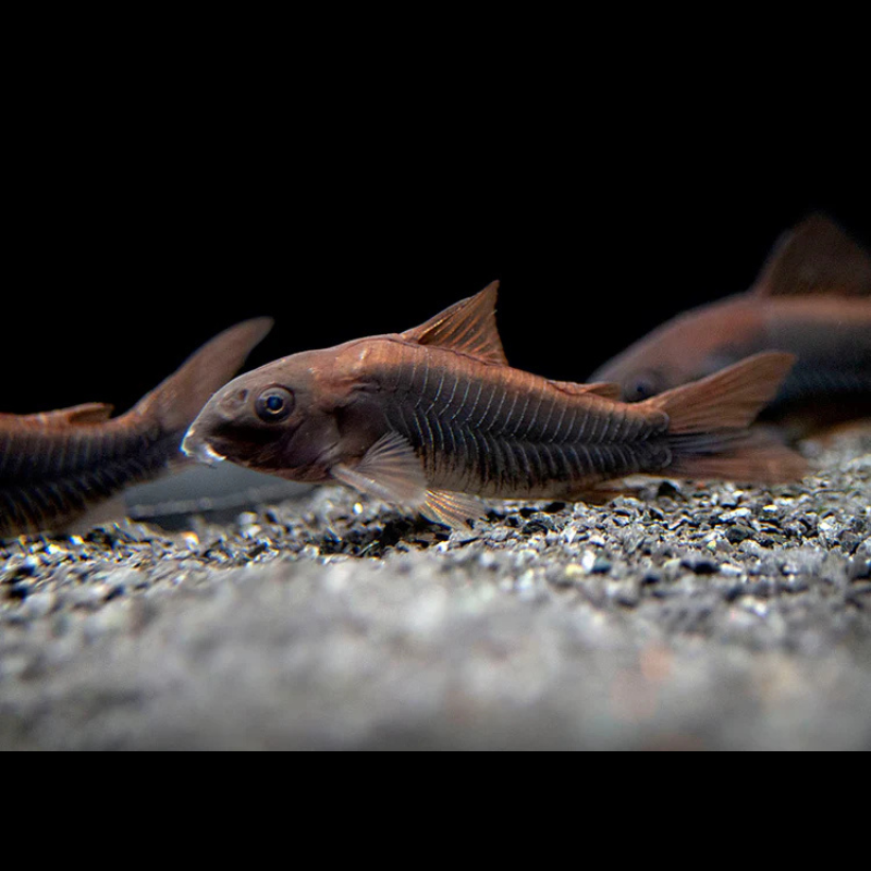 Corydoras WetRootz