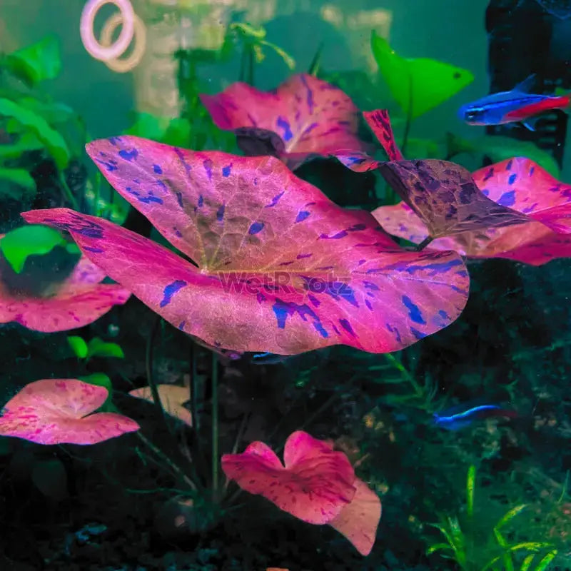 Aquatic plants online 