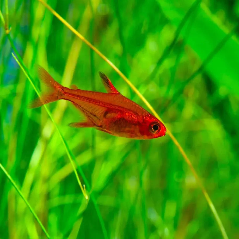 Ember tetra Dee's Aqualife