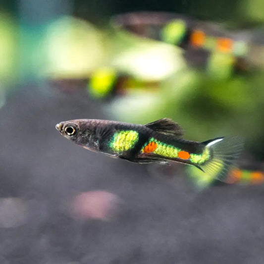 El Tigre Endler Dee's Aqualife