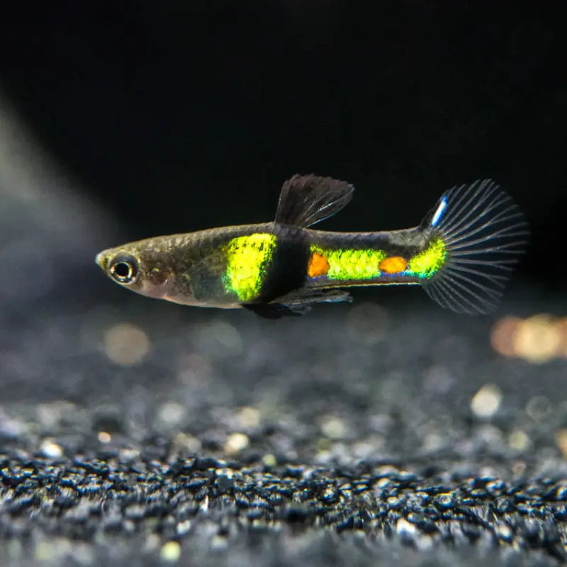 El Tigre Endler Dee's Aqualife