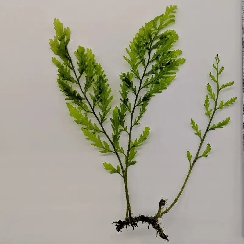 Bolbitis heudelotii WetRootz