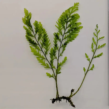 Bolbitis heudelotii WetRootz