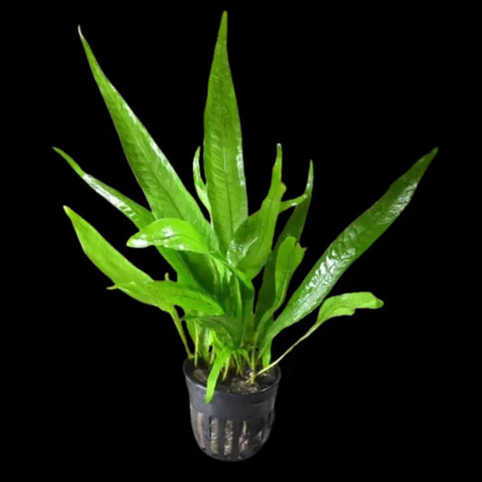 Java Fern Philippine WetRootz
