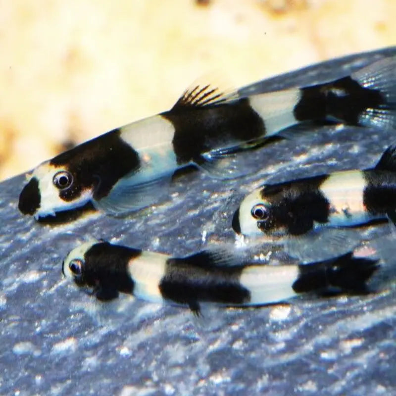 Panda Loach Dee's Aqualife