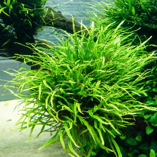 Java Fern Needle Leaf WetRootz