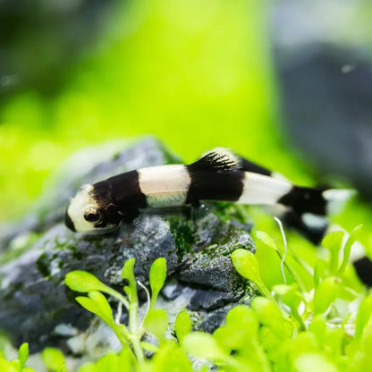 Panda Loach Dee's Aqualife