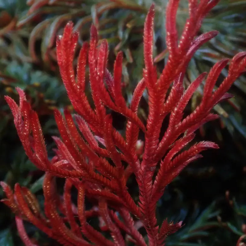 Selaginella erythropus red ruby WetRootz