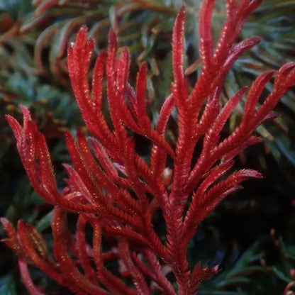 Selaginella erythropus red ruby WetRootz