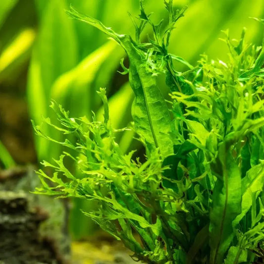 Java Fern Windelov WetRootz