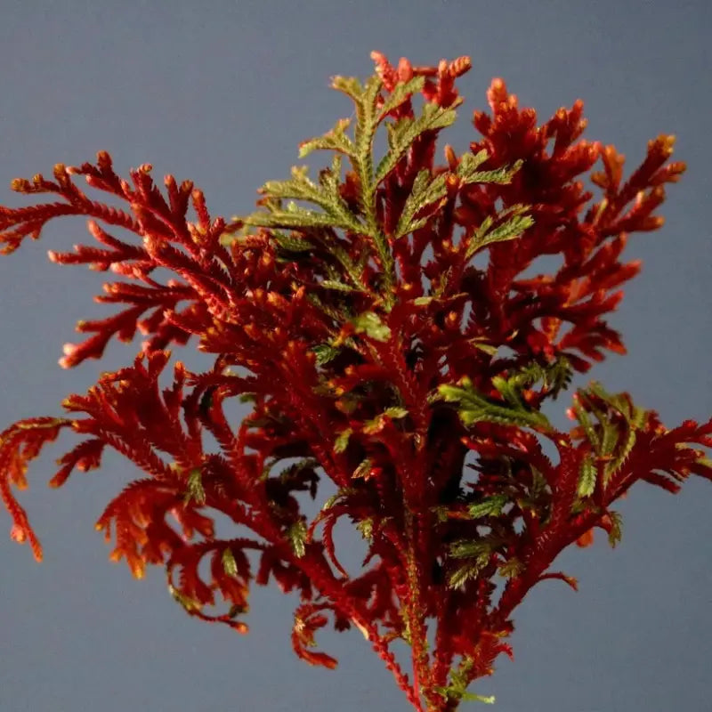 Selaginella erythropus red ruby WetRootz
