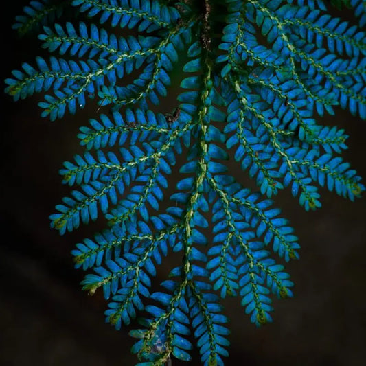 Selaginella Blue Peacock Fern - Very Rare WetRootz