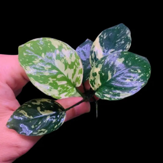 Anubias marble Varking for sale