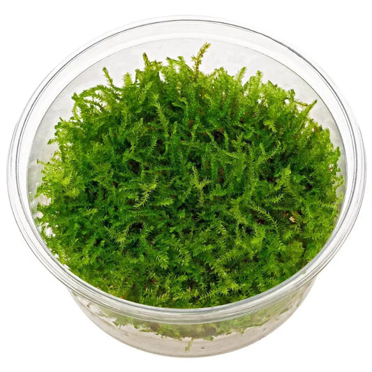 Christmas Moss WetRootz