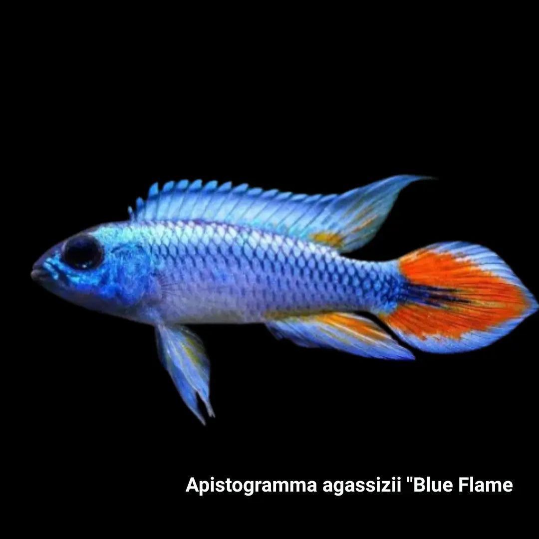 Apistogramma Agassizii Blue Flame ( pair ) Dee's Aqualife