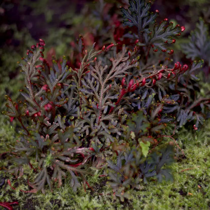 Selaginella erythropus red ruby WetRootz