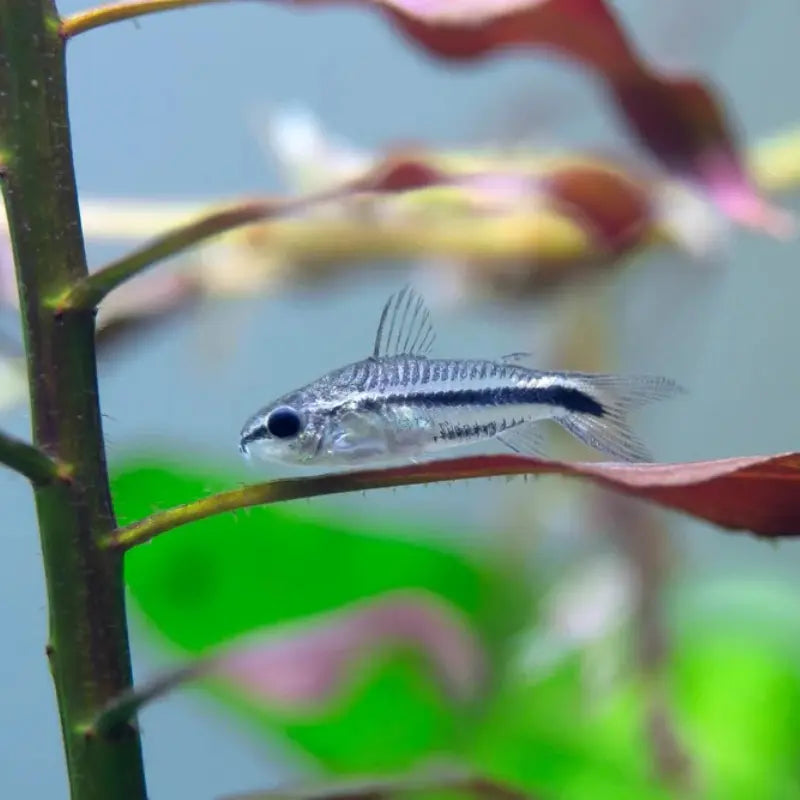 Pygmy corydora Dee's Aqualife