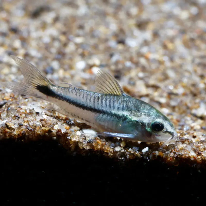 Pygmy corydora Dee's Aqualife