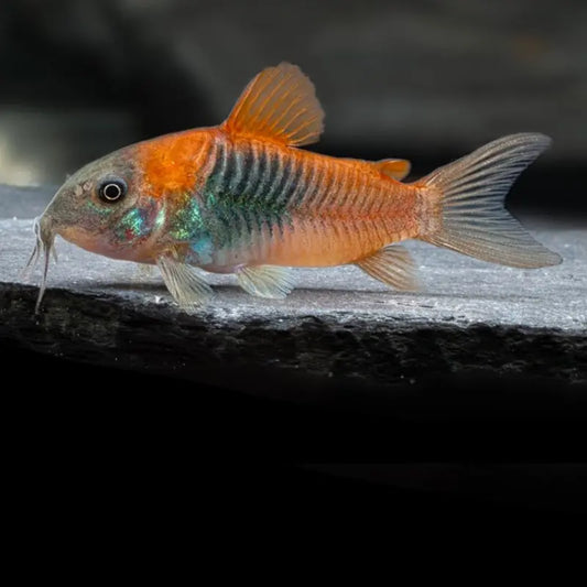 Orange Venezuelan Cory Dee's Aqualife