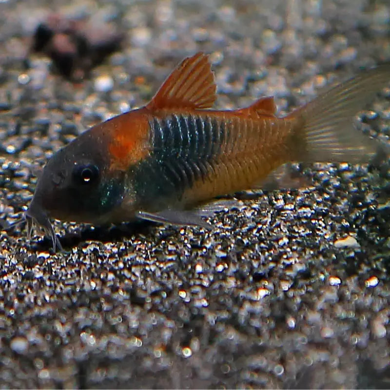 Orange Venezuelan Cory Dee's Aqualife