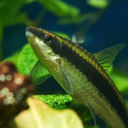 Siamese algae eater Dee's Aqualife