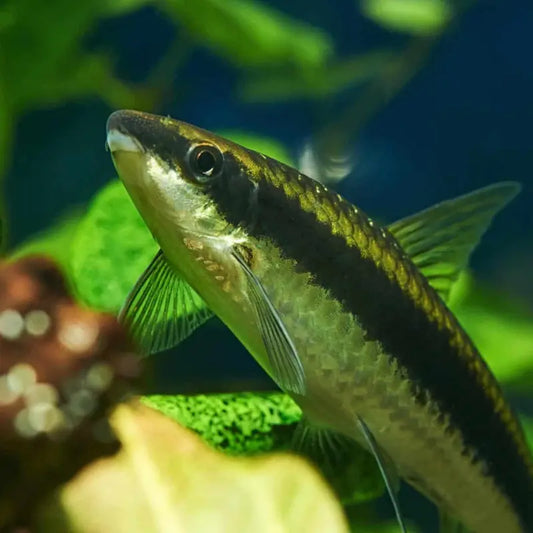 Siamese algae eater Dee's Aqualife